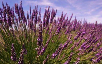 Aroma im Portrait – Lavendel